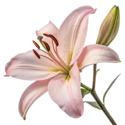 Imagen PNG para descargar